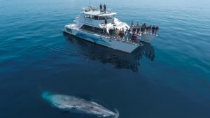 Whale & Dolphin Safari