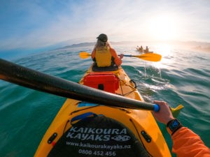Guided Wildlife or Sunset Kayak