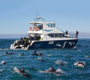 Watch Wild Dusky Dolphins off Kaikoura Coast
