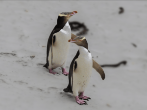 Natures Wonders Yellow Eyed Penguins Otago Chuffed Gifts