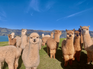 A very cute Alpaca Farm Tour