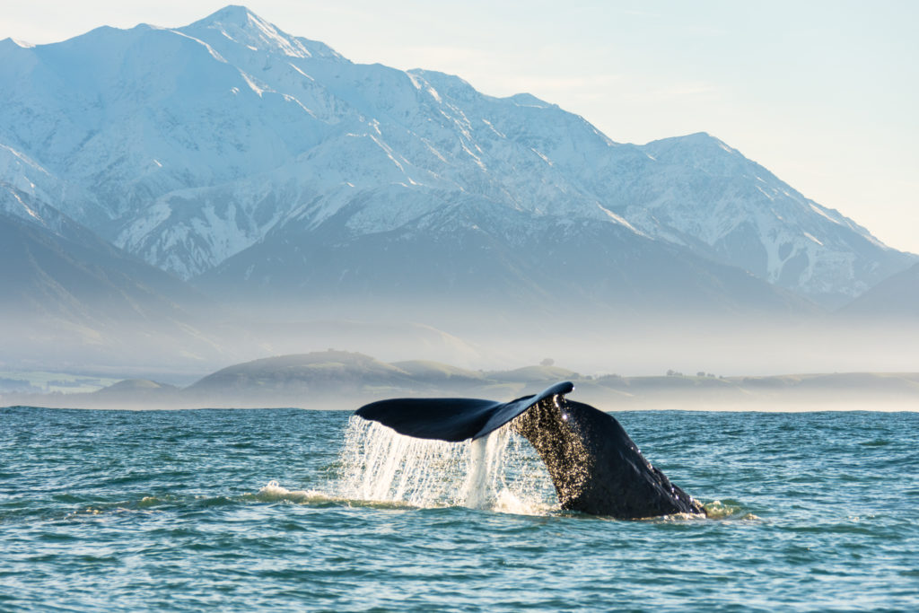 Whale watch tour Christmas gift ideas for her