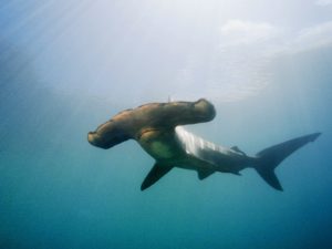 Hammerhead Shark Diving Experience