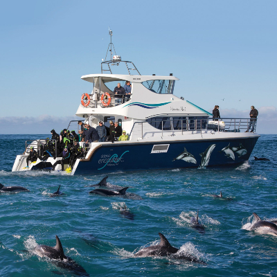 Chuffed gifts boat trip cruise akaroa dolphins present