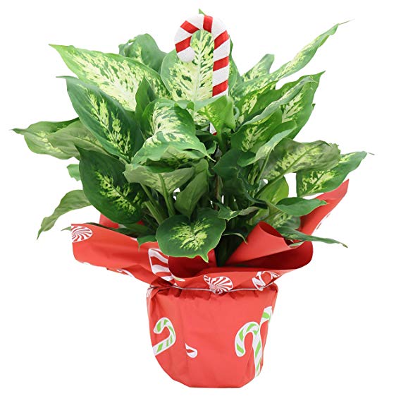 Hardy house plant for best Christmas gifts in NZ - Christmas secret Santa ideas