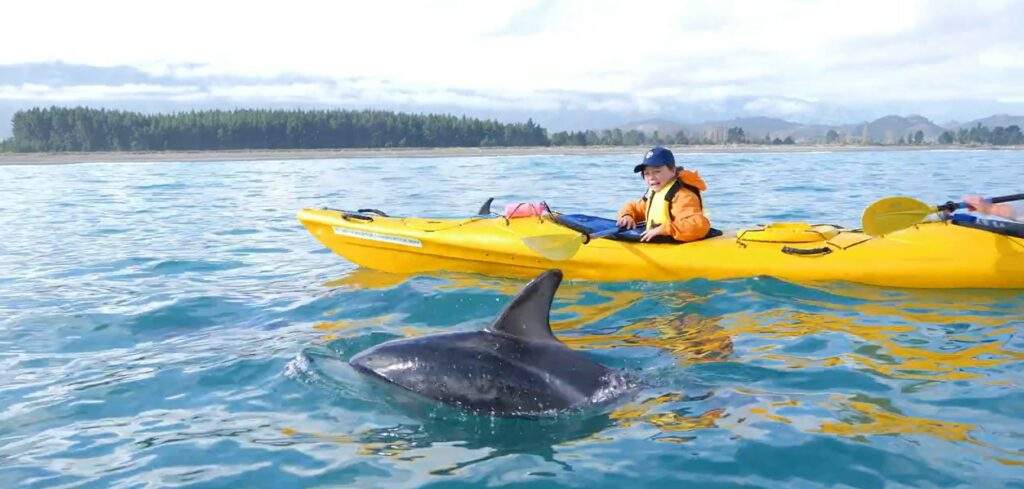 Chuffed Kayak dolphin
